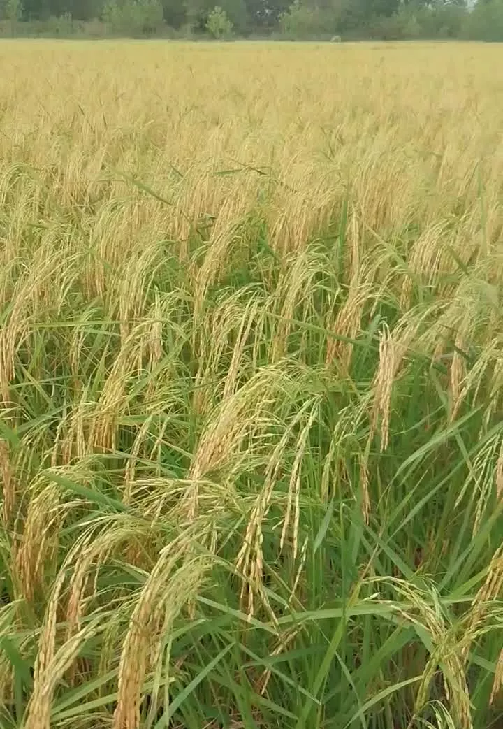 زمین کشاورزی