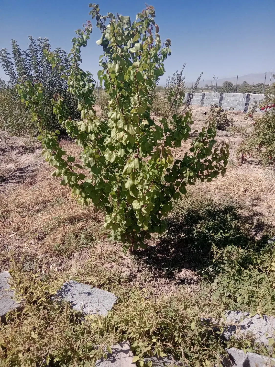 زمین