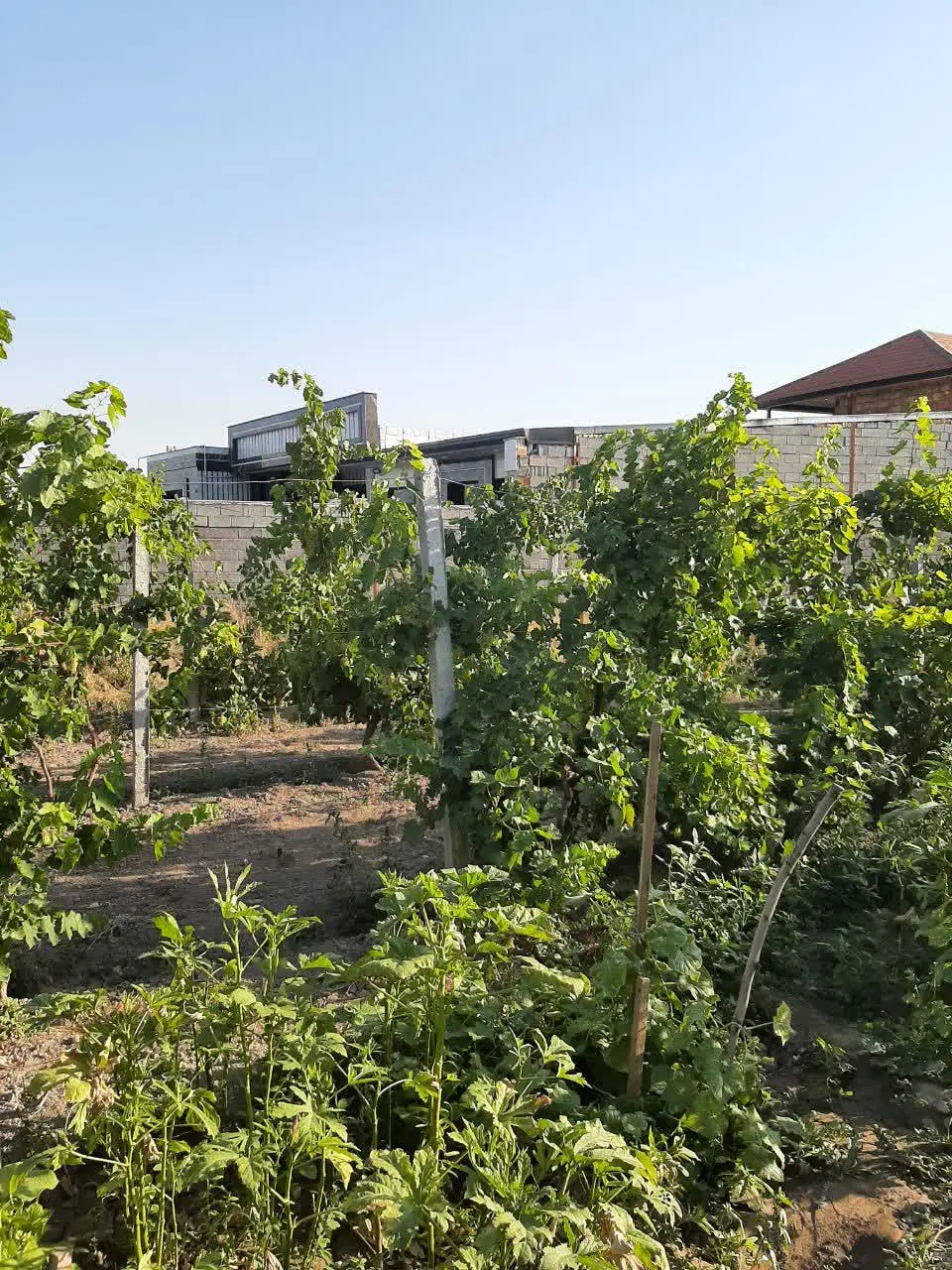 باغ بر آسفالت در اردوشاهی