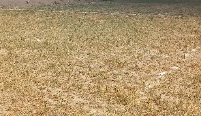 زمین فروشی حاشیه جاده سنتو