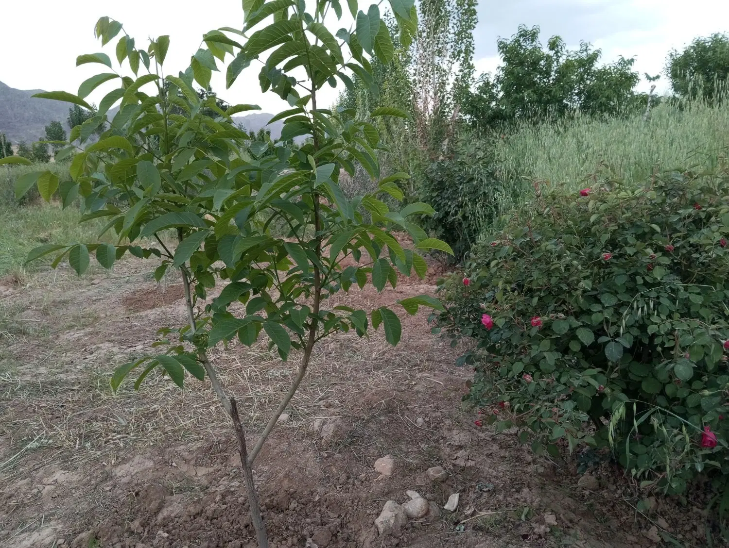 زمین باغ با سهمیه آب،استخر و سند تک برگ