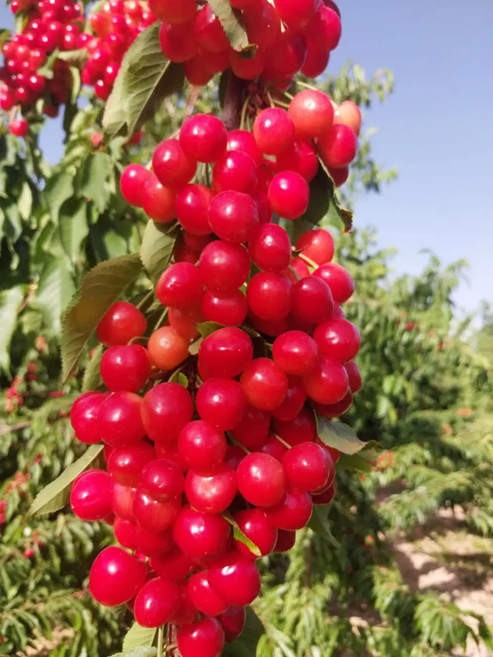 باغچه میوه پل زمانخان