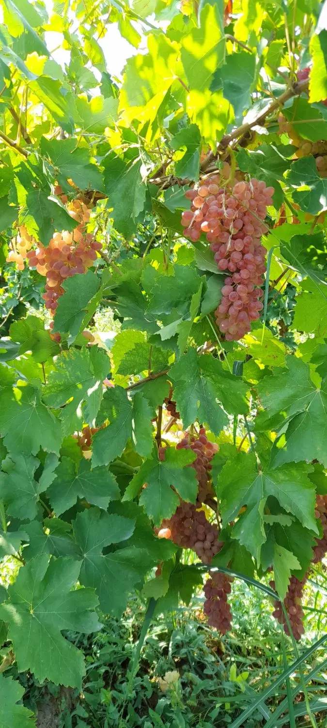 اجاره باغ در روستای حصار بهرام
