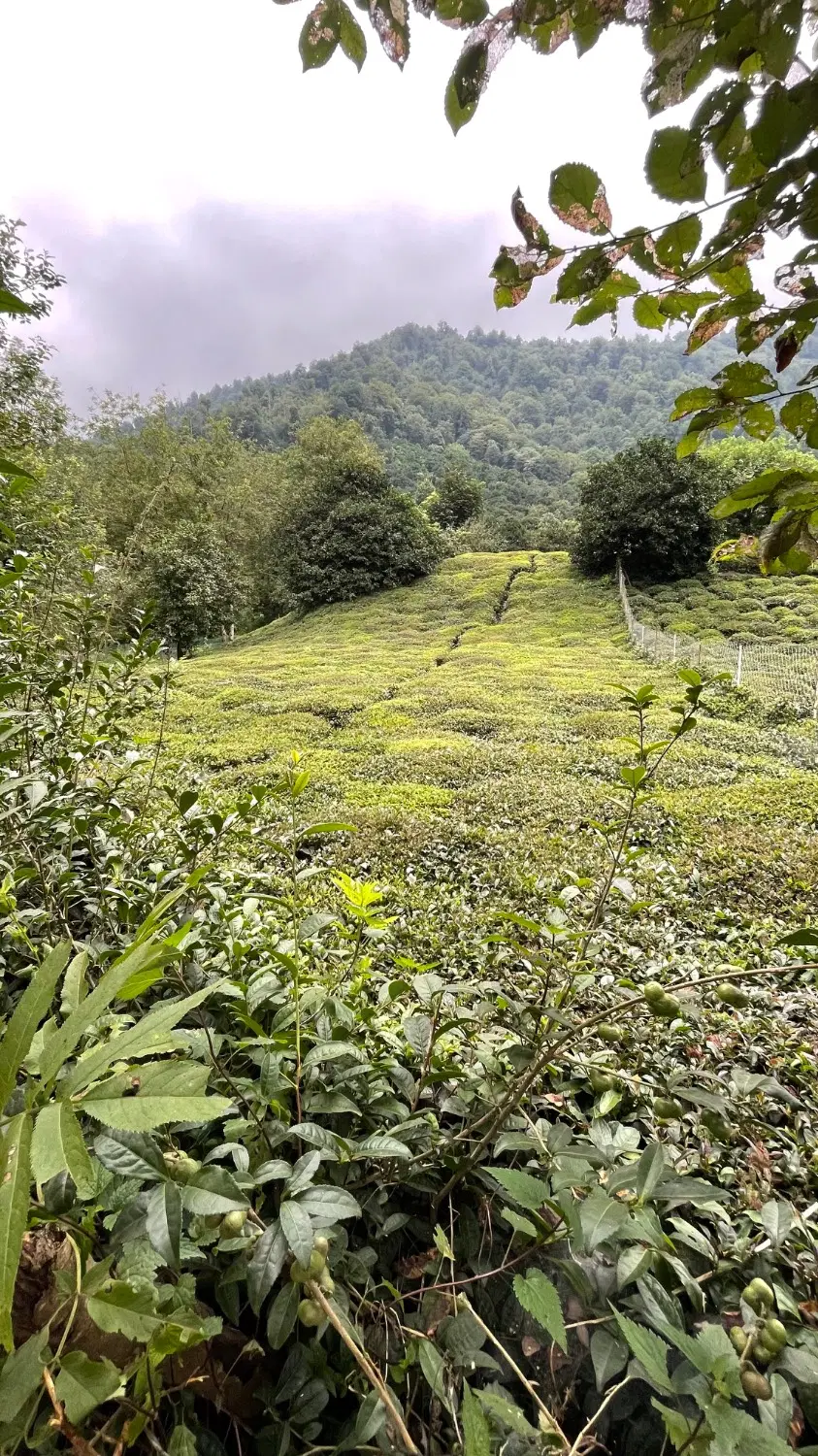 فروش‌‌زمین‌‌کشاورزی