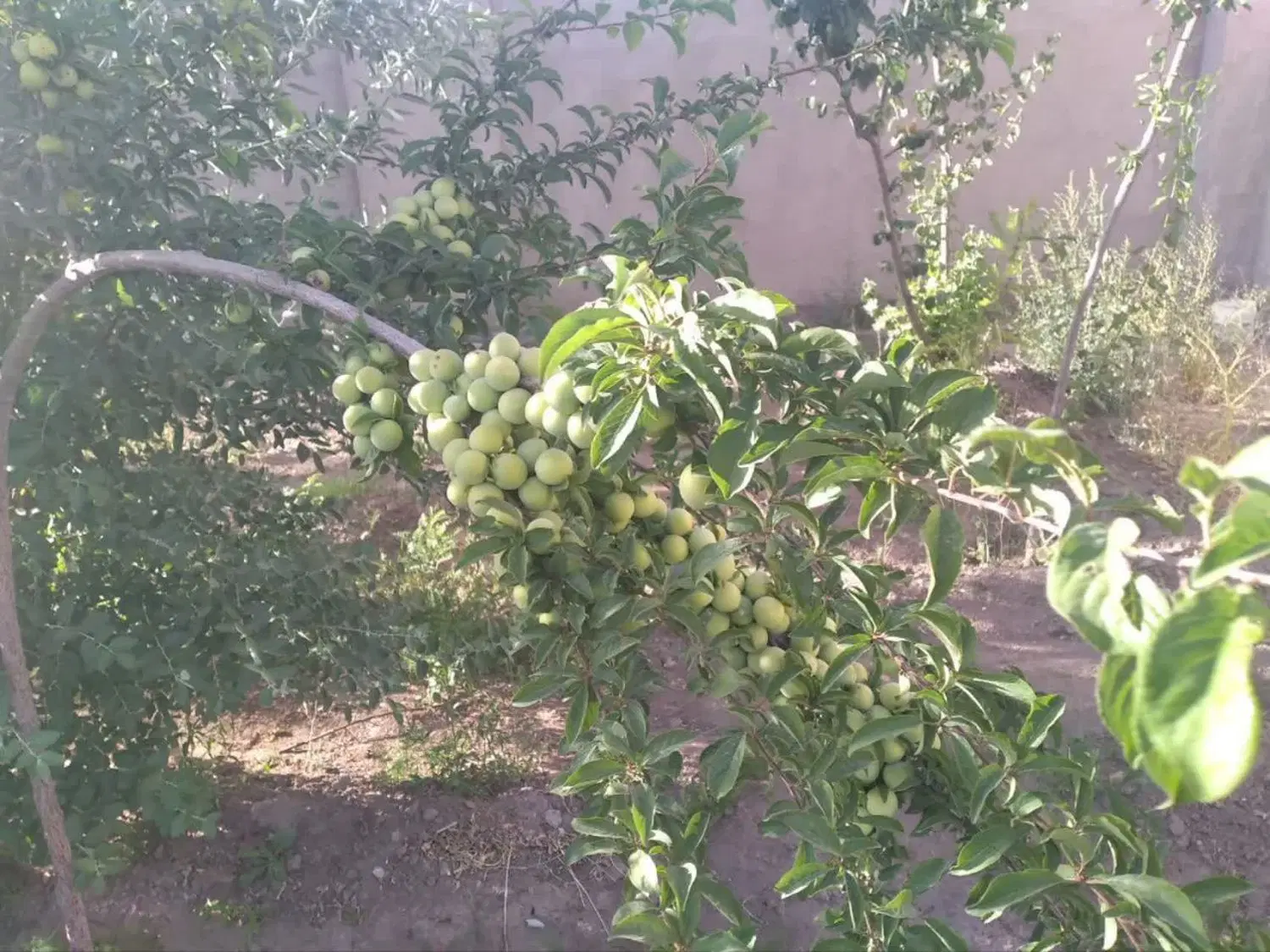 باغ