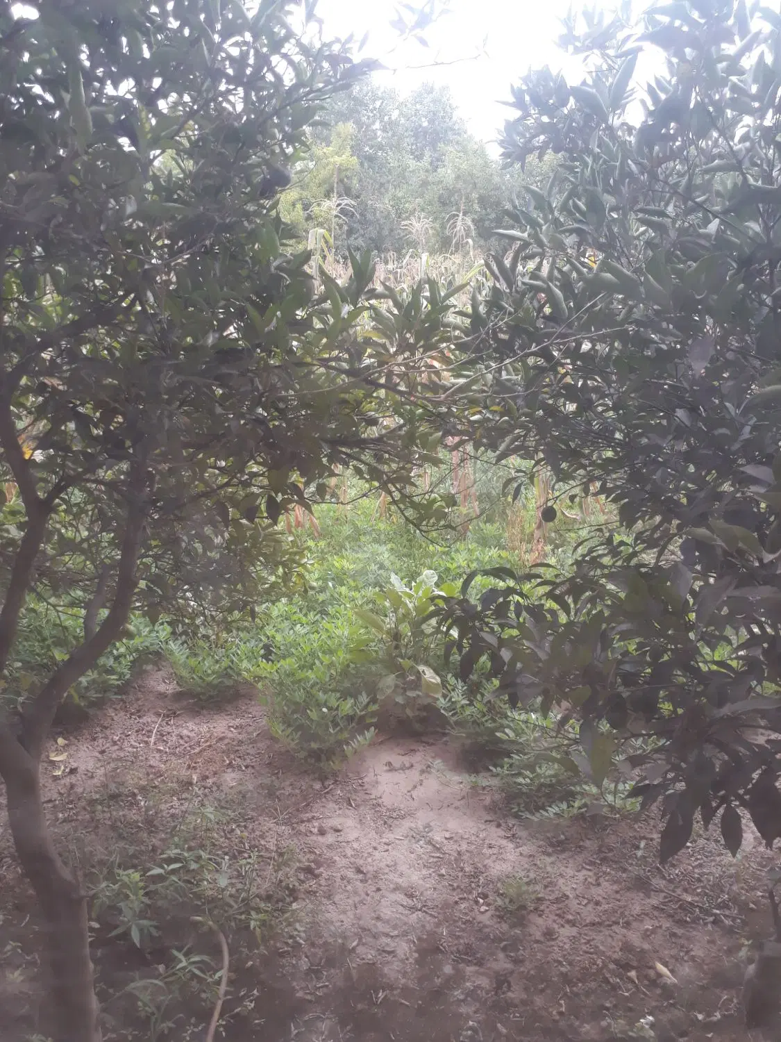 ۹۰متر زمین_آماده ساخت مغازه_میدان کوی امام کیاشهر