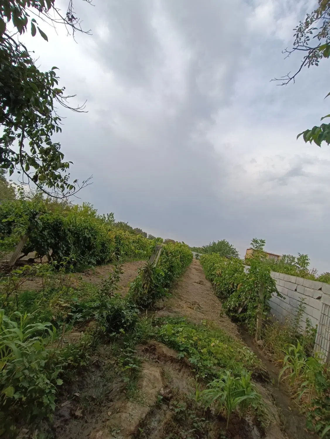 اجاره باغ انگور روستای سنگر