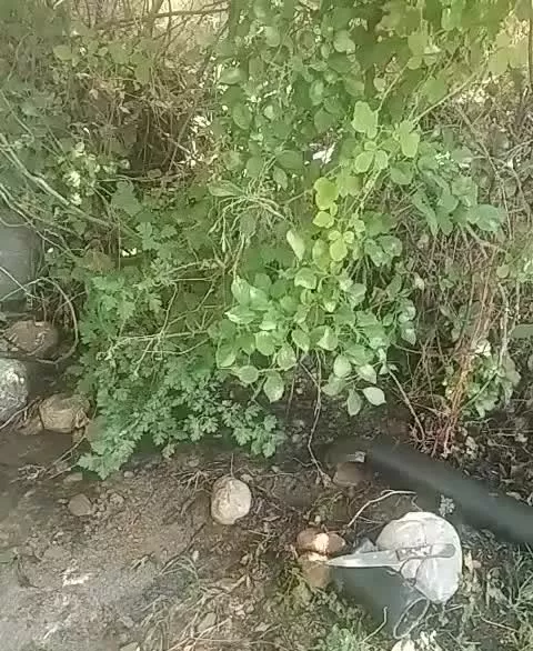 باغ فنس کشی شده