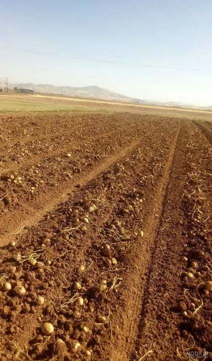 اجاره ی زمین کشاورزی