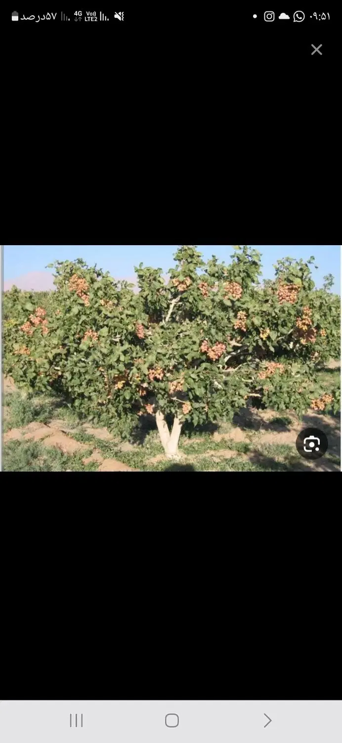 باغ پسته کناراب برق گازشهری