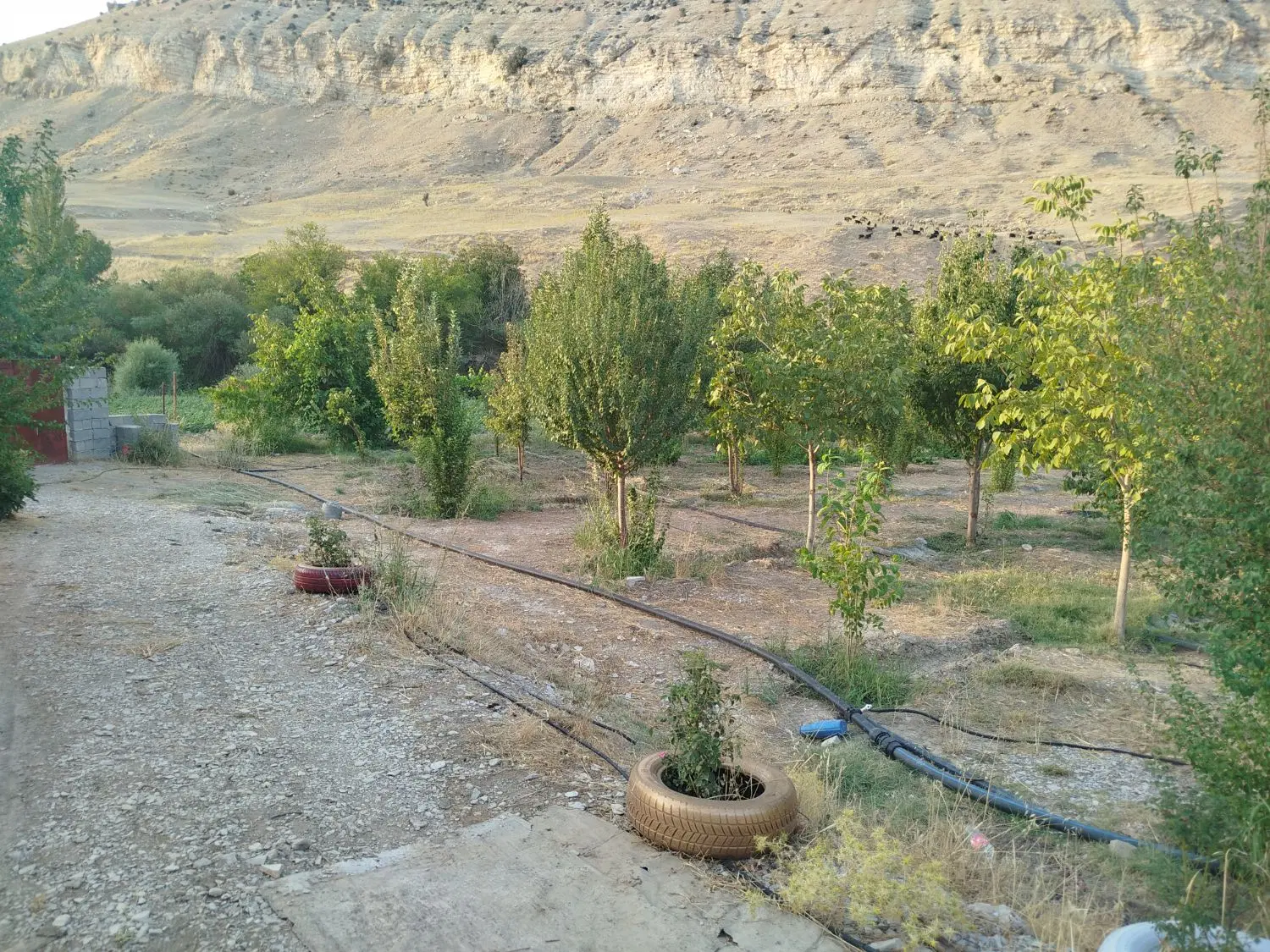 فروش باغ میشخاص