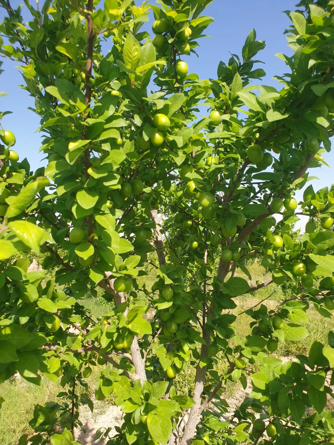 یک قطعه زمین ۴دیواری بر اصلی بلوار جوادآباد