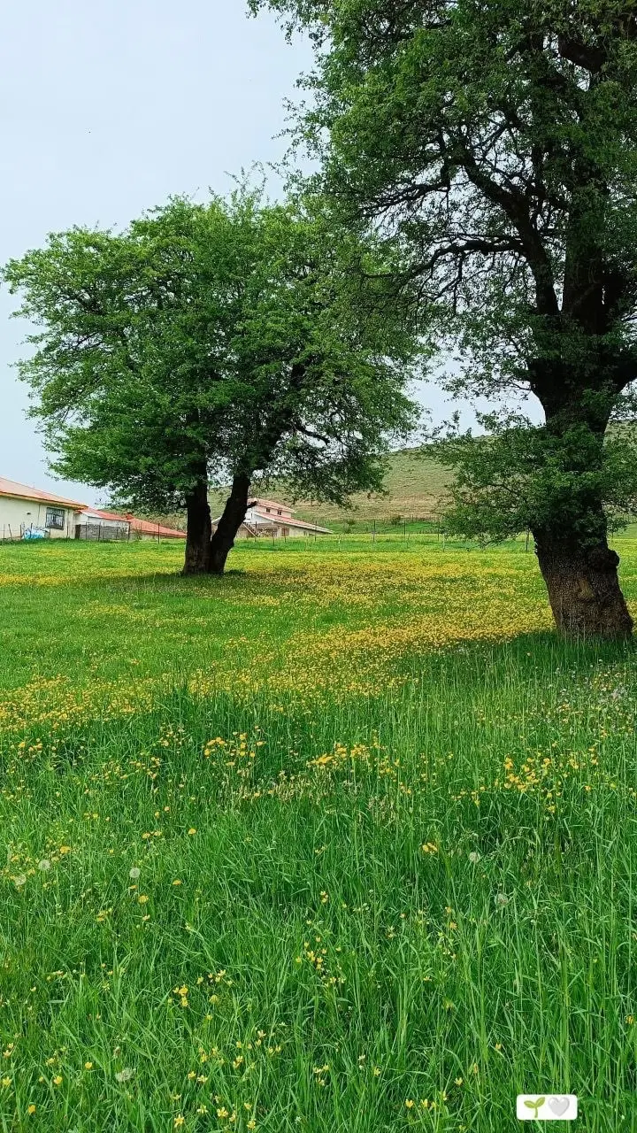 ۲۵۰متر زمین ییلاقی