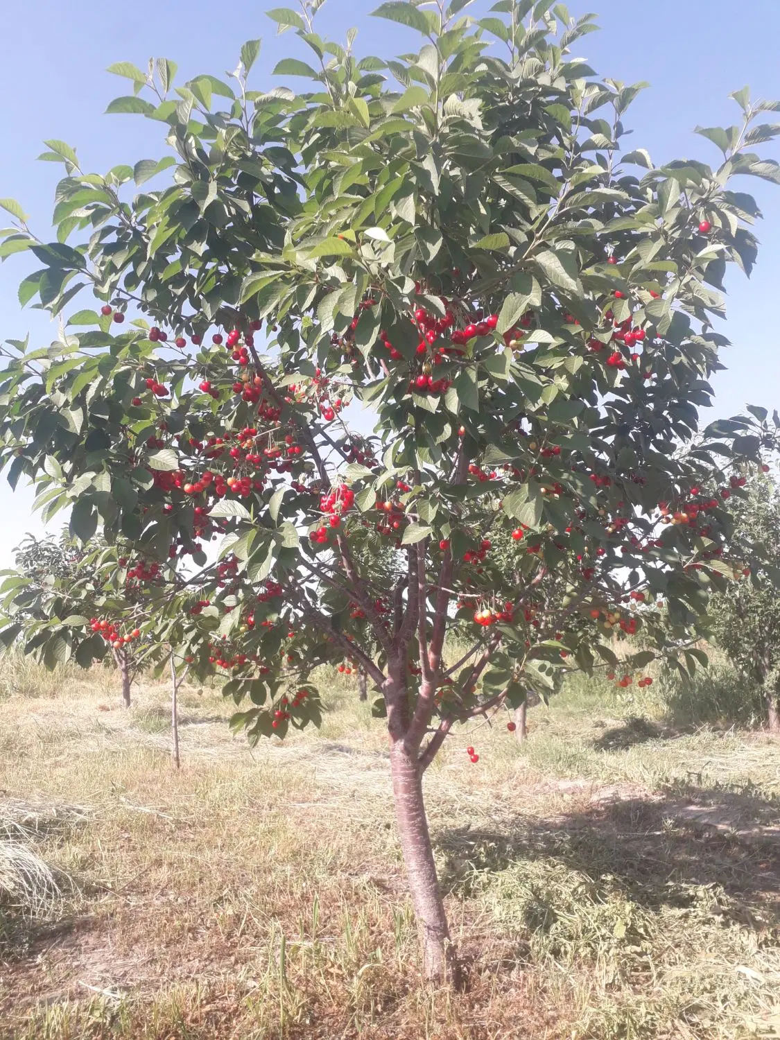 باغچه