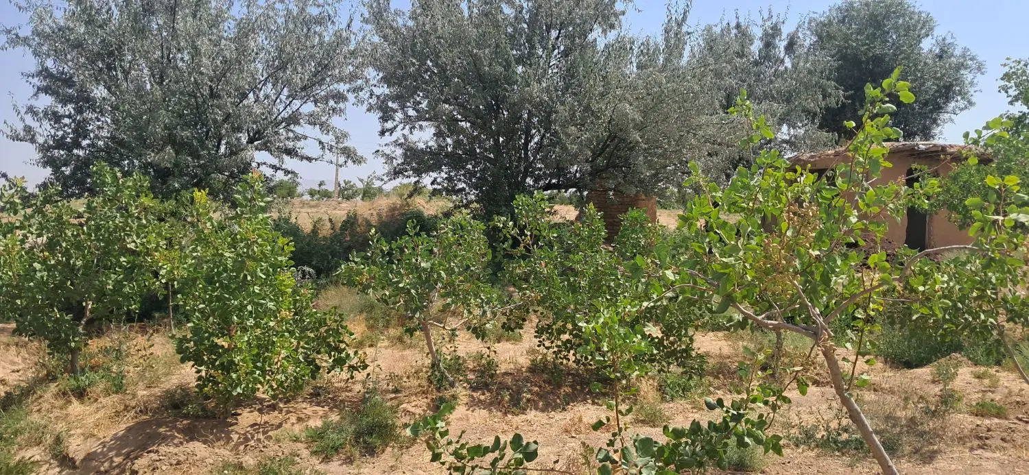 فروش باغ پسته درختهای۱۵ ساله بارده