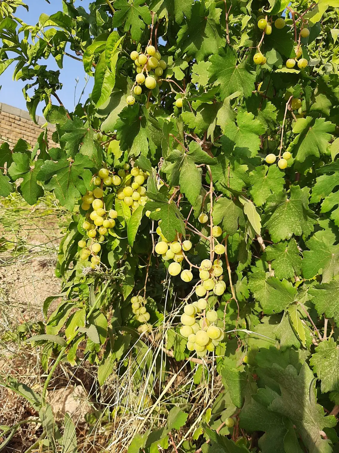 باغ ۶۰۰ متری