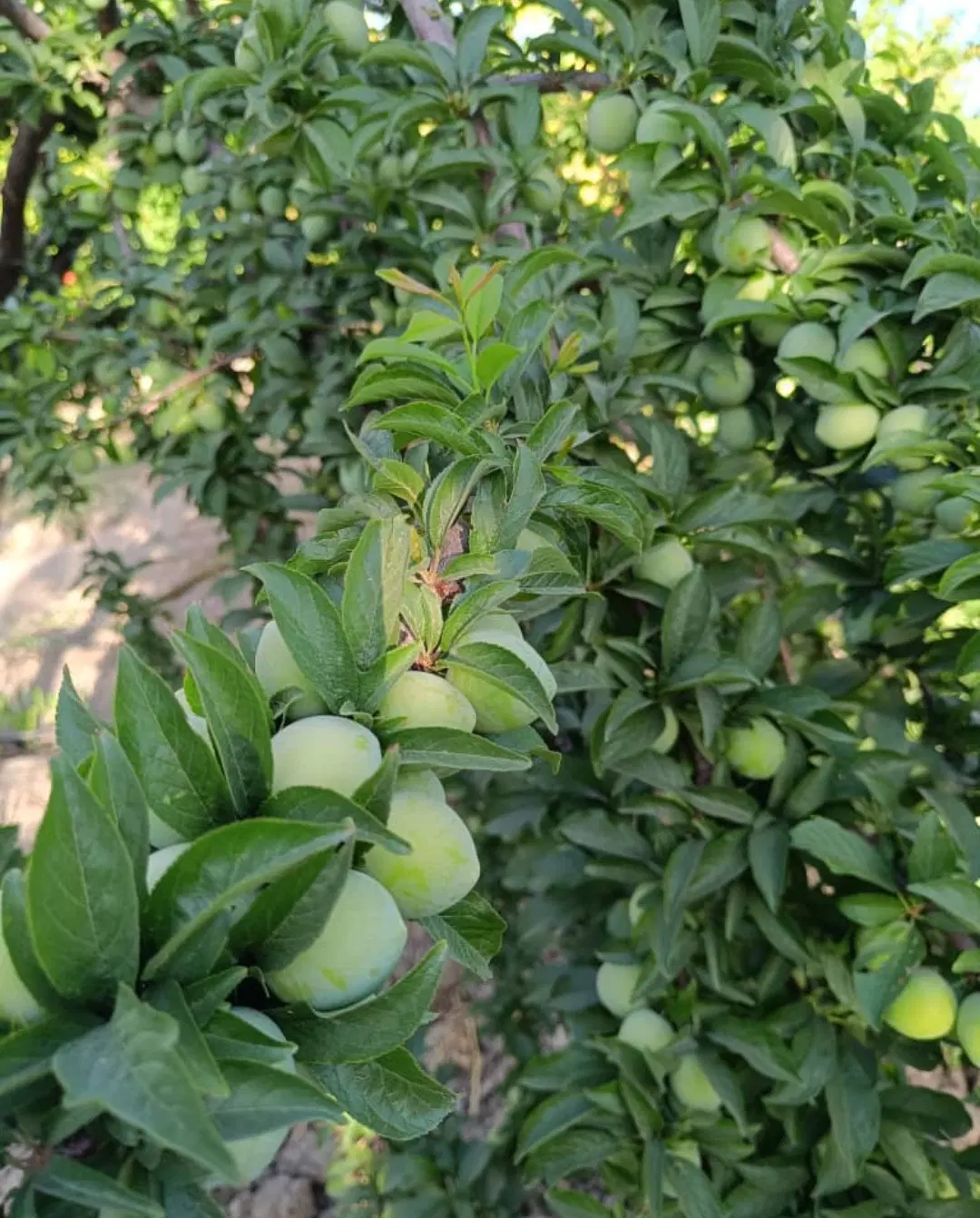 باغچه در فاروق