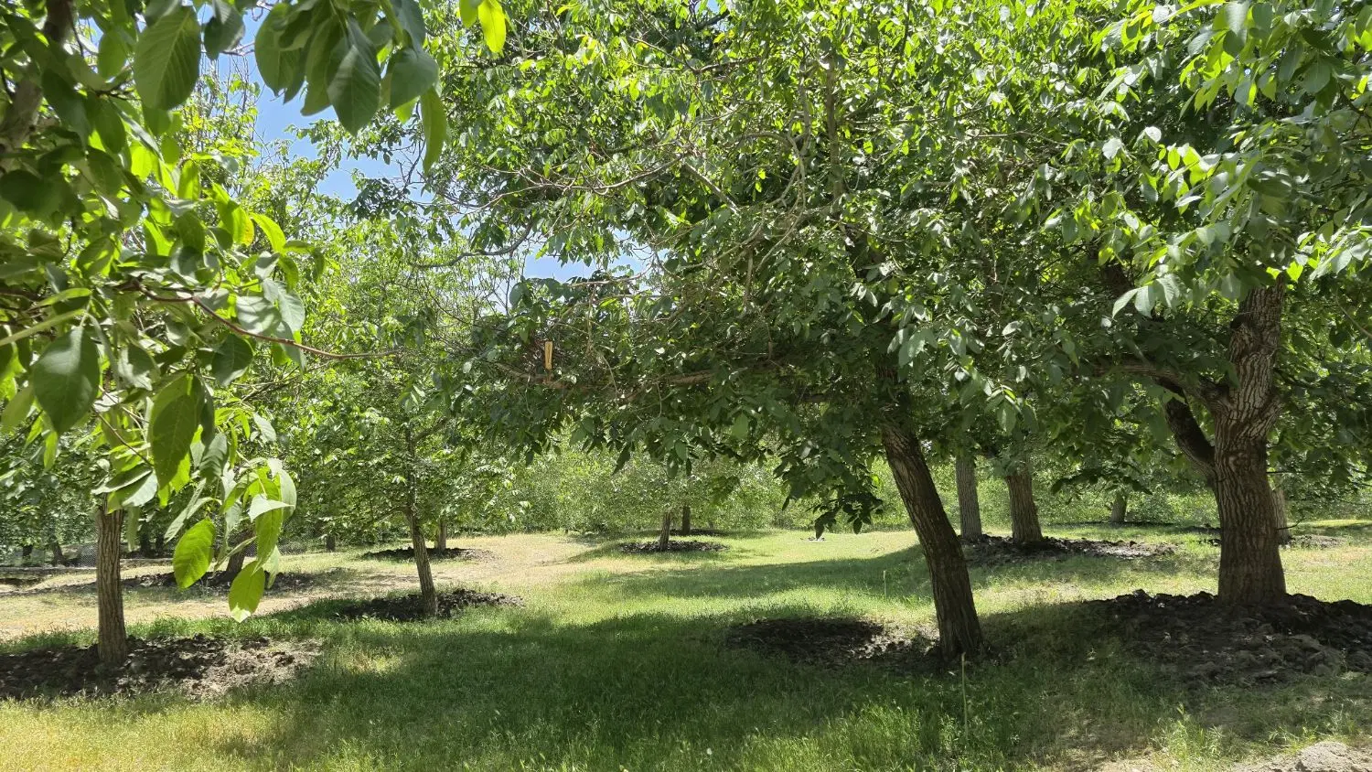 باغ در دهکده توریستی ورکانه