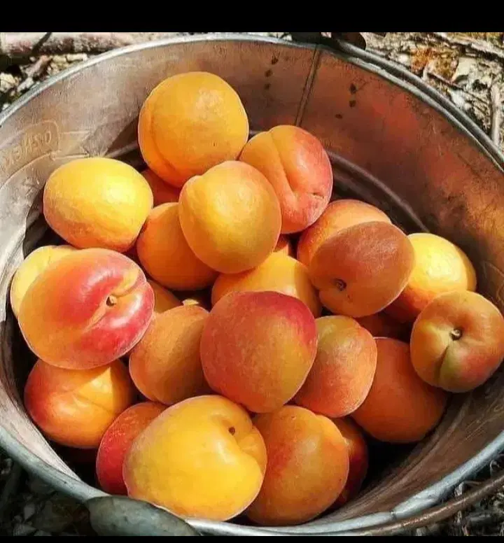 فروش باغ درچالدران