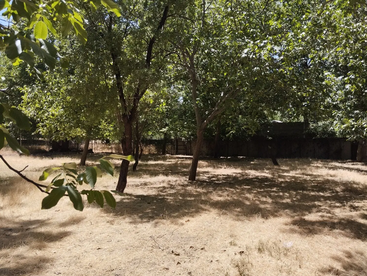 مزایده زمین باغی(فقیره)