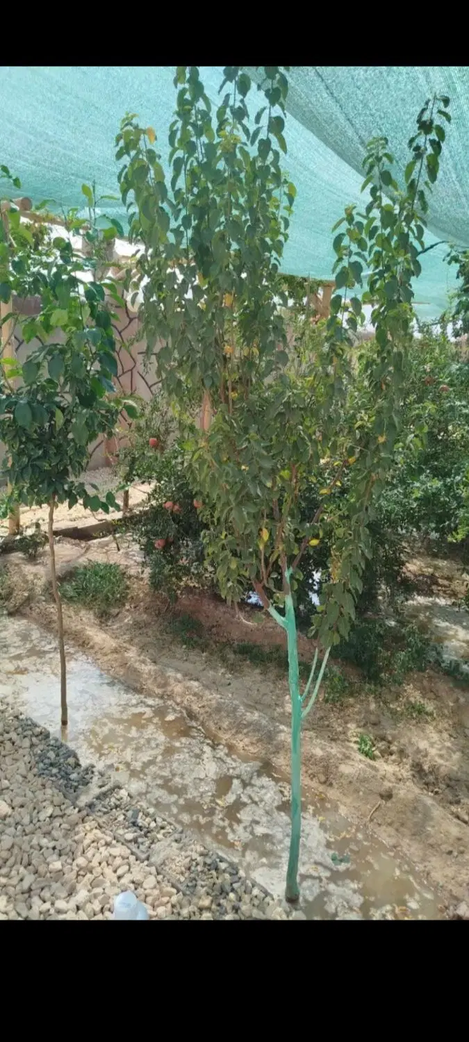 باغ و ویلای فروشی