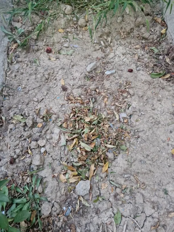 زمین باغی کزنار هزارمتر