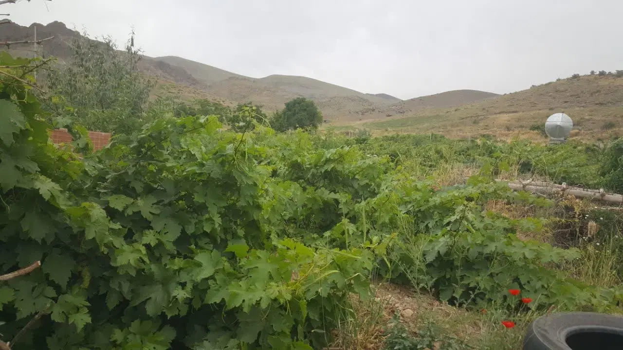 ۵۵۱متر باغ نزدیکی پایین طالقان