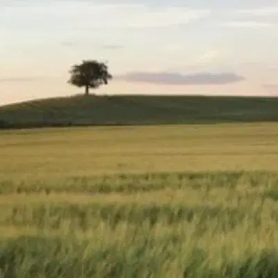 زمین شالی