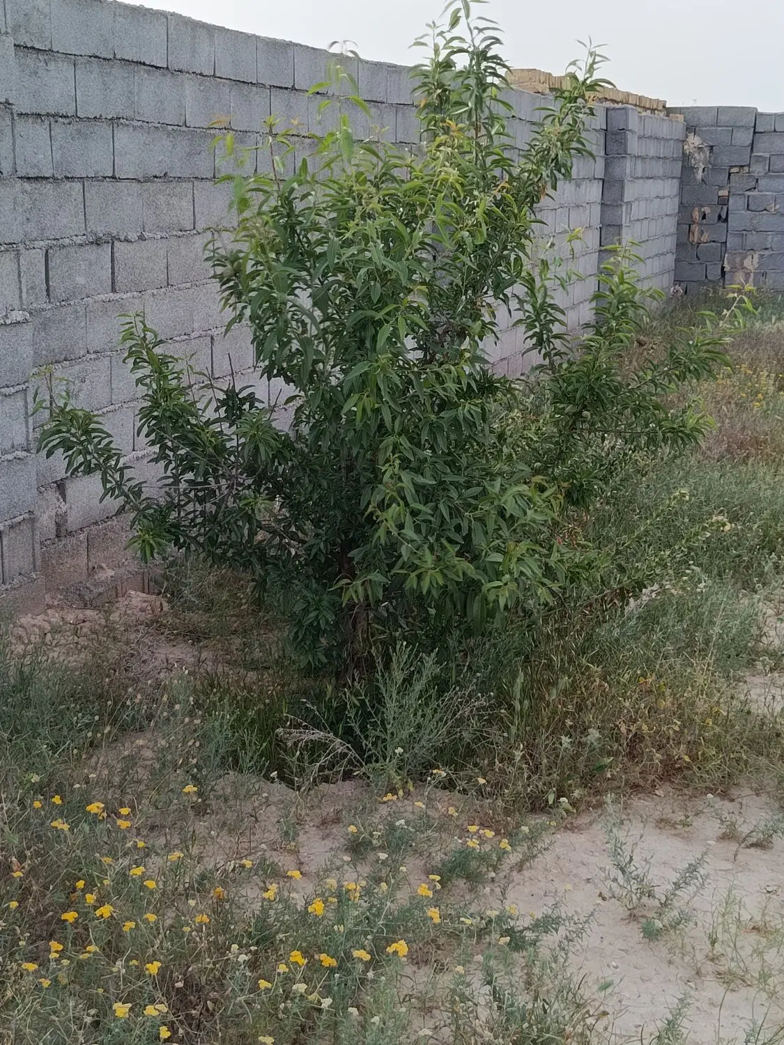زمین ۵۰۰متری شاهنامه ۶۹ روستای زاک خرمدره(خرم دره)