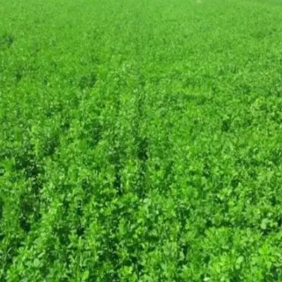 چهار هکتار زمین کشاورزی همراه چاه عمیق صحرای کلاچو