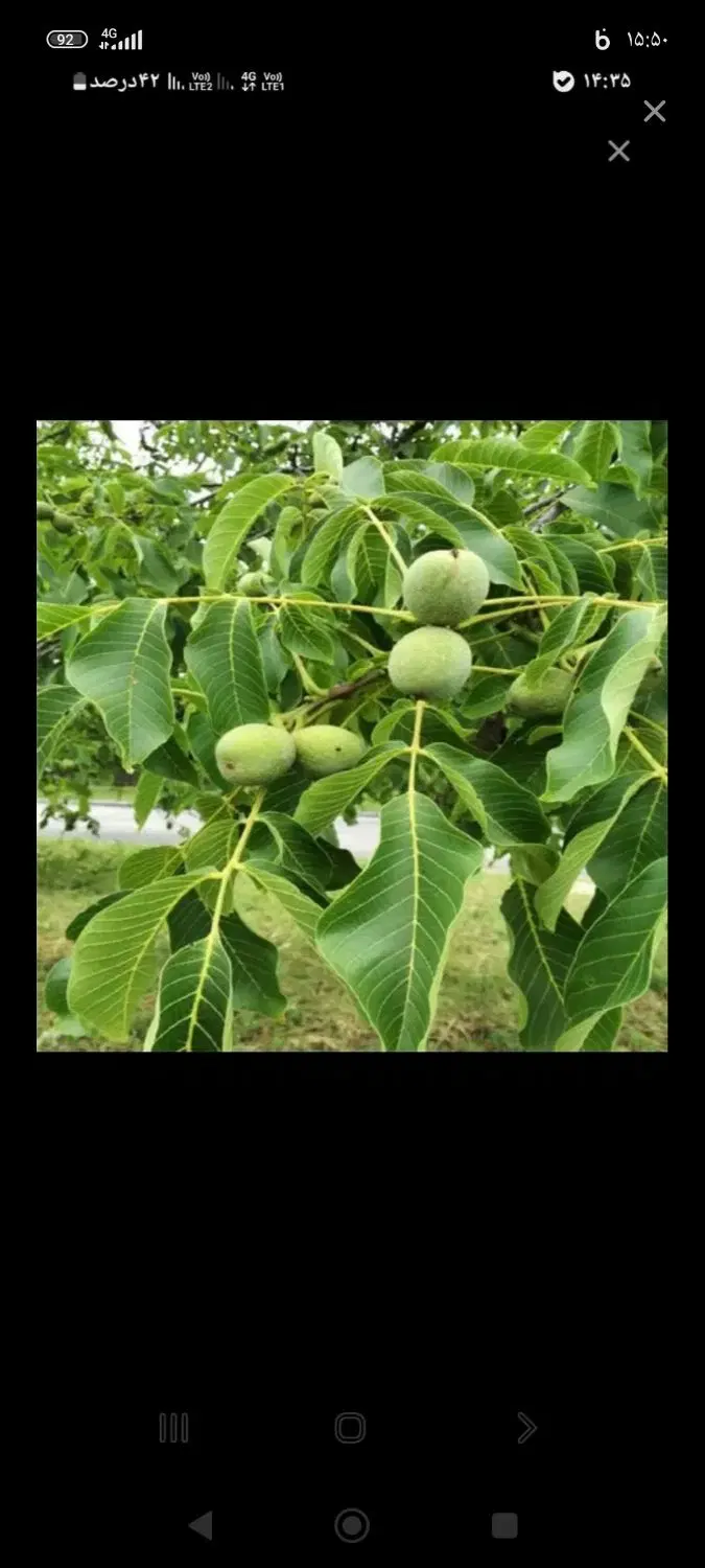 زمین کشاورزی