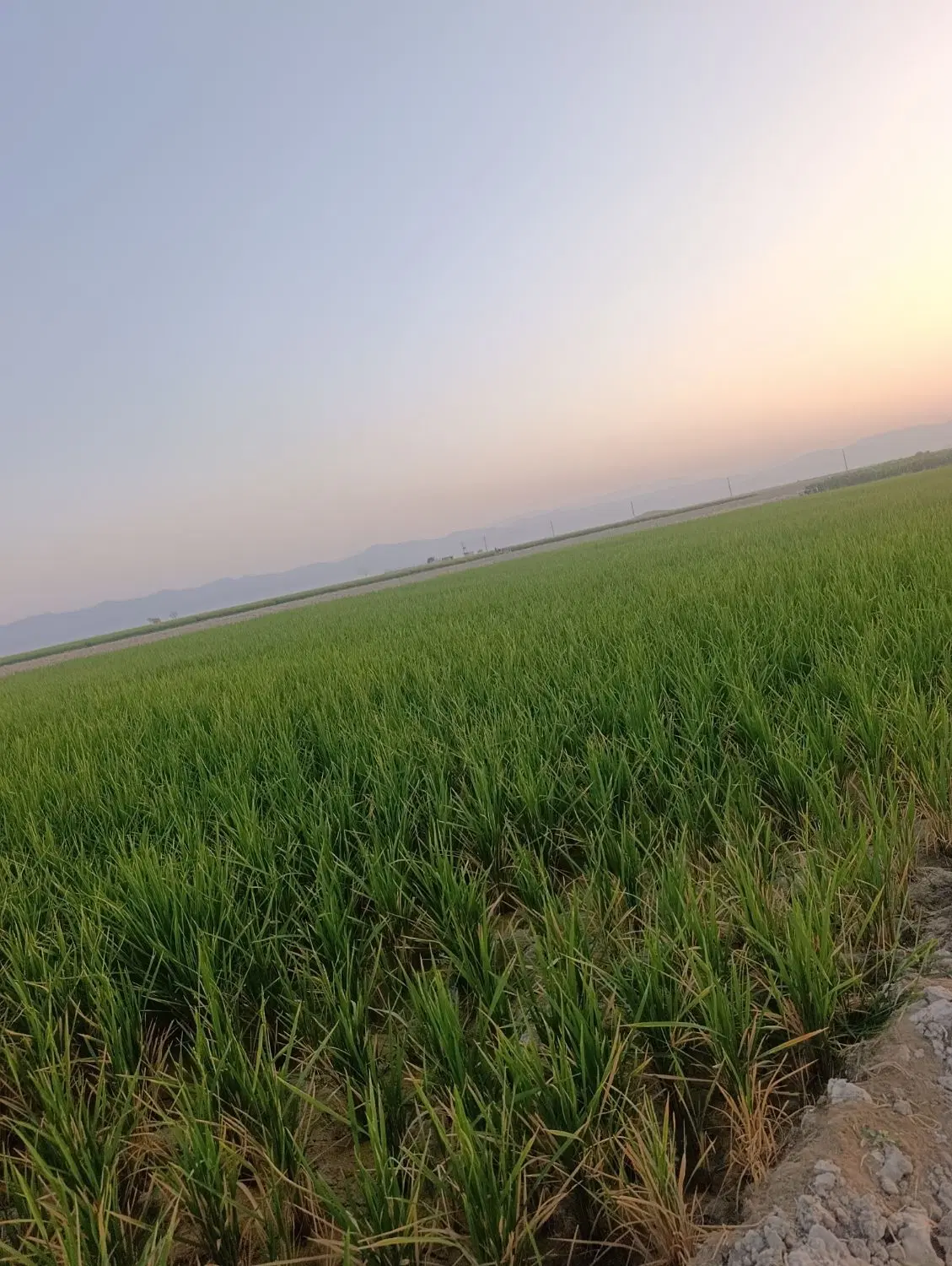 فروش 1000متر زمین باغ شهری روستای دهبید مرودشت