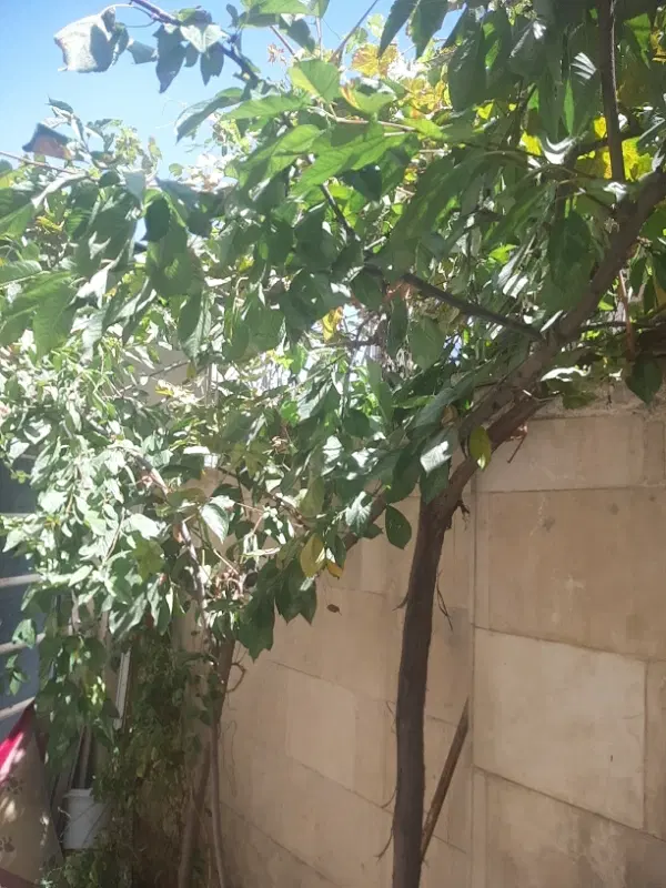 اجاره منزل
