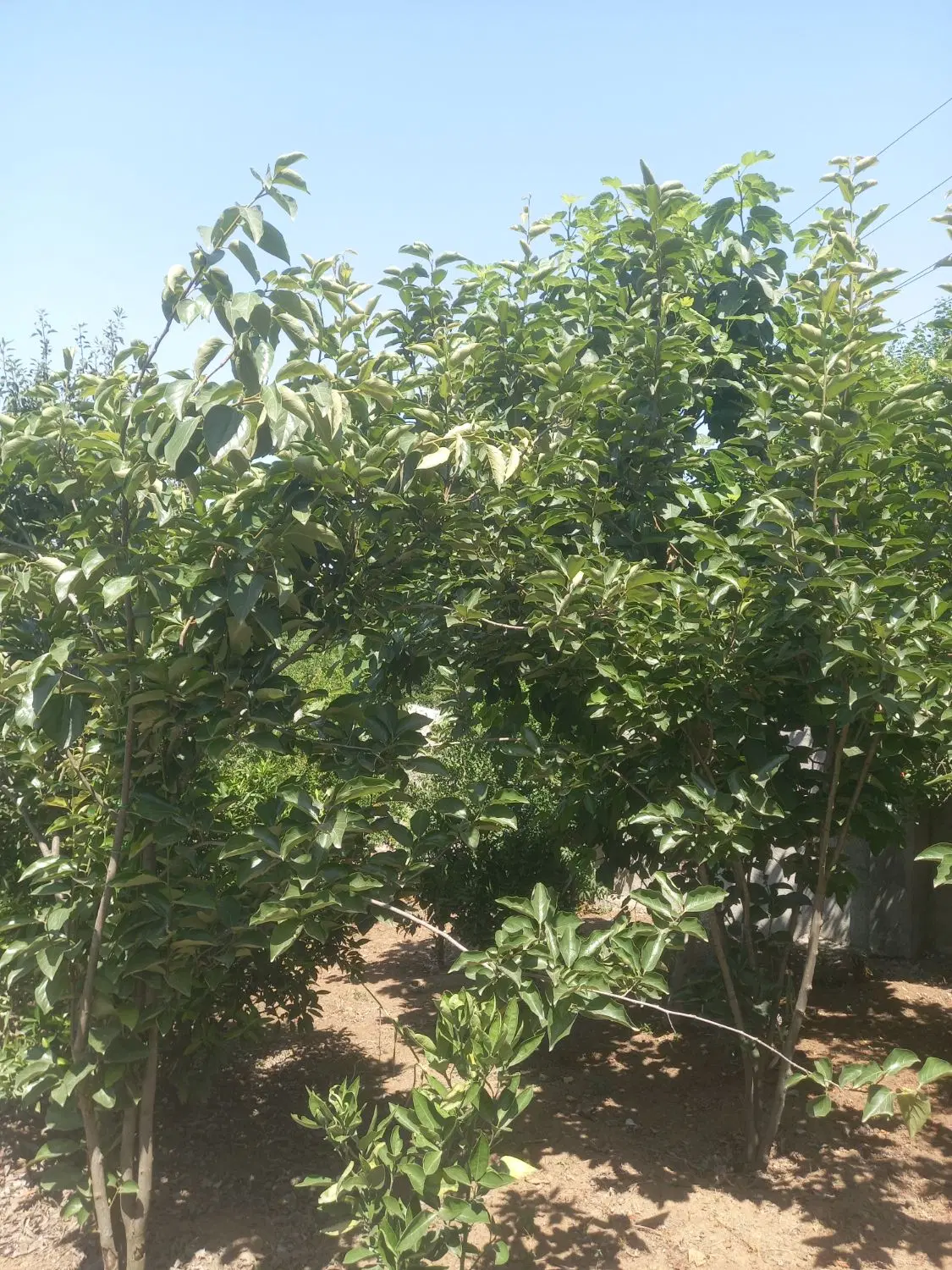 فروش زمین ۳۵۰ متر بافت مسکونی