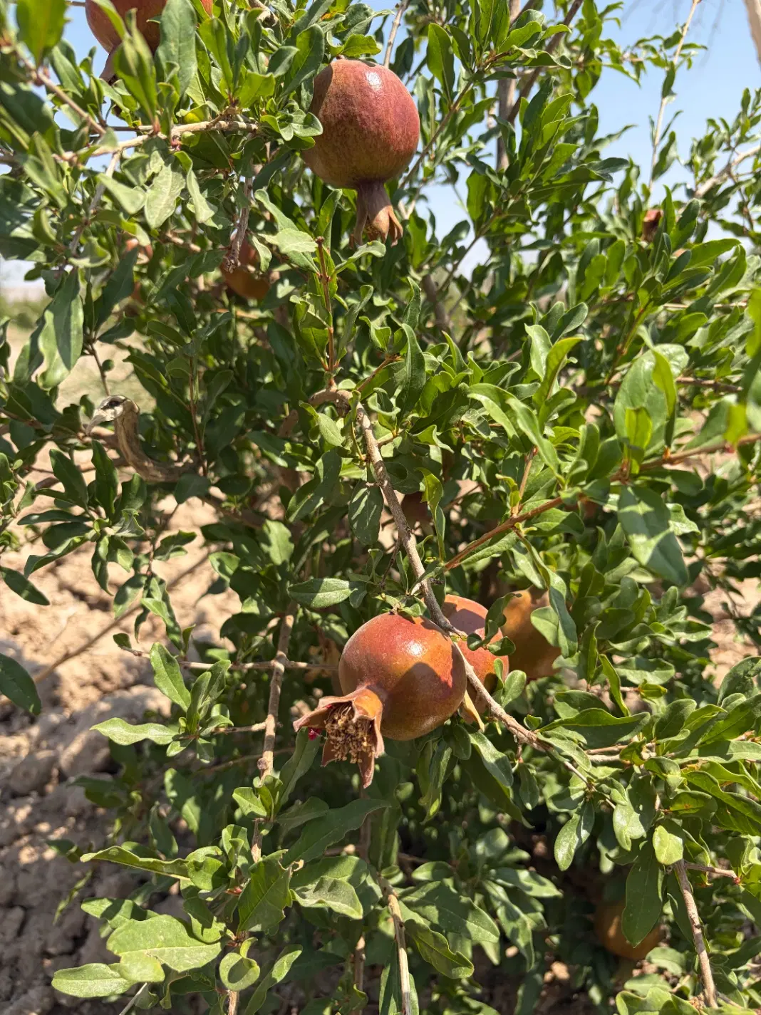 باغ سند دار