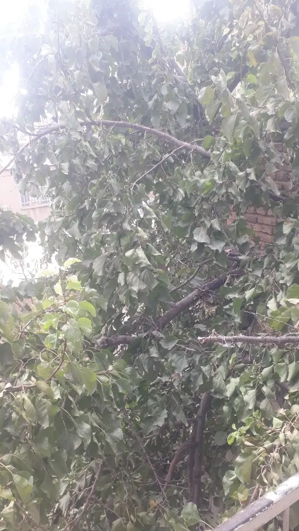 خانه باغ مسکونی محمدیه فقیره