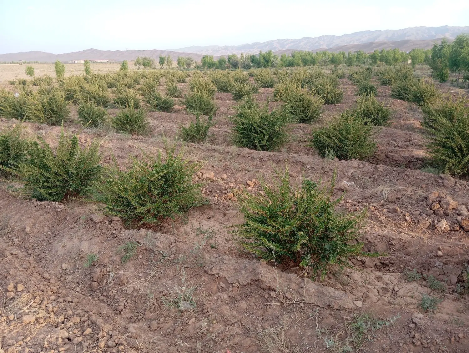 زمین کشاورزی دشت بجد