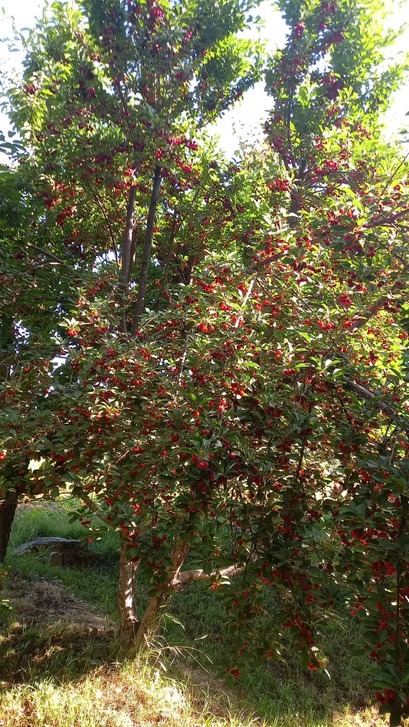 زمین کشاورزی گوار