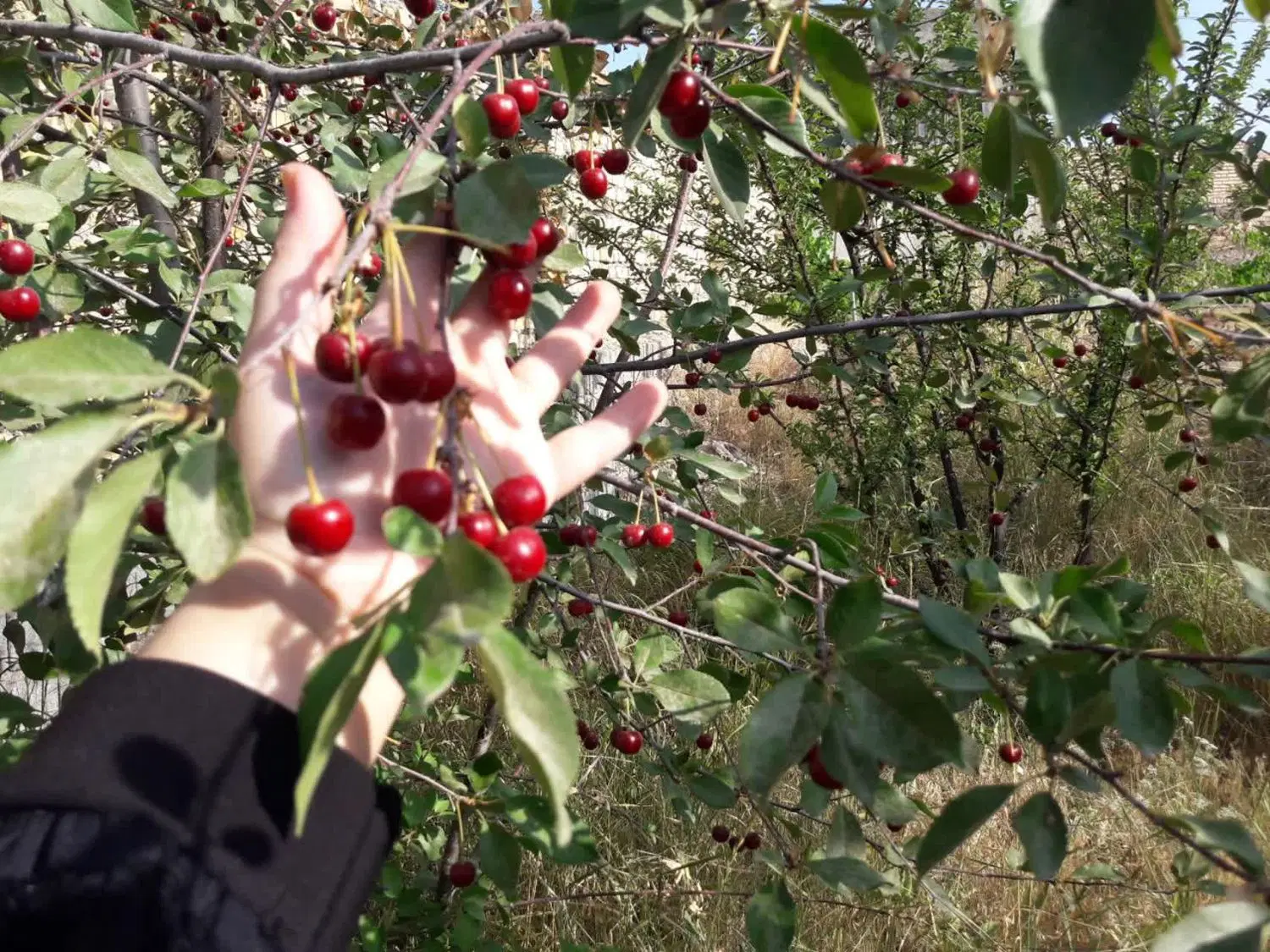 باغ ۱۰۰۰ متری با آب قنات معاوضه با ماشین