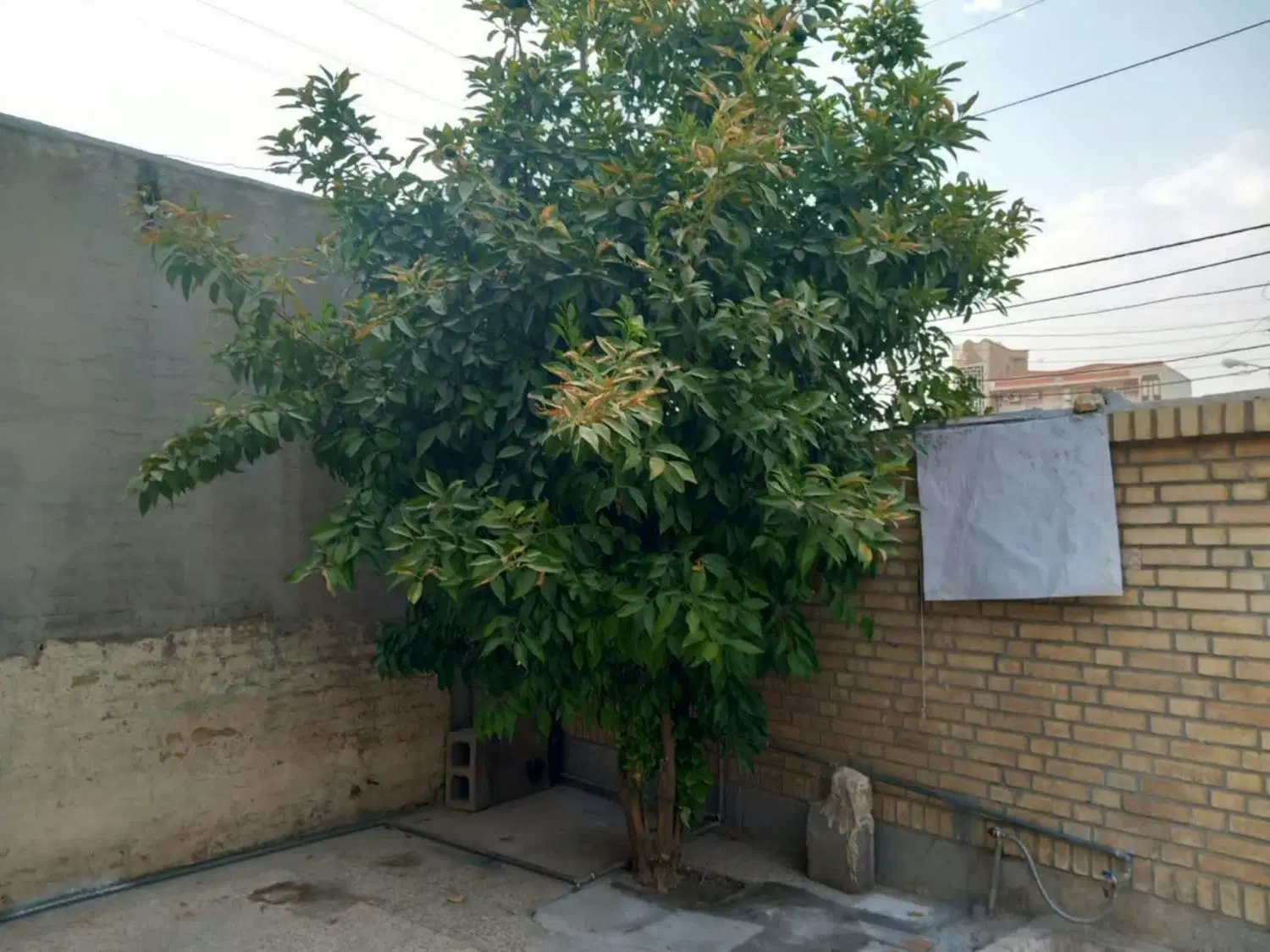 رهن و اجاره خانه ی ویلایی