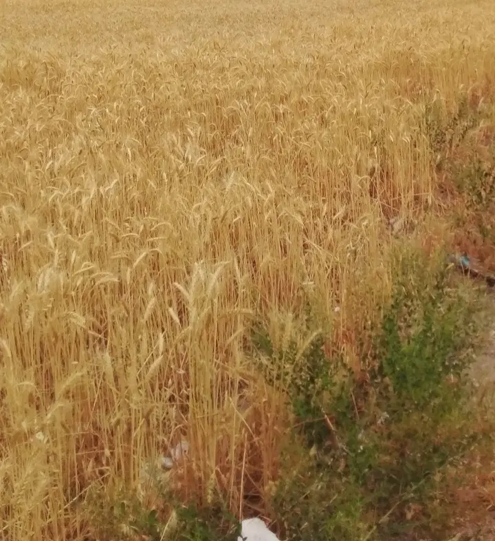 زمین کشاورزی دیم