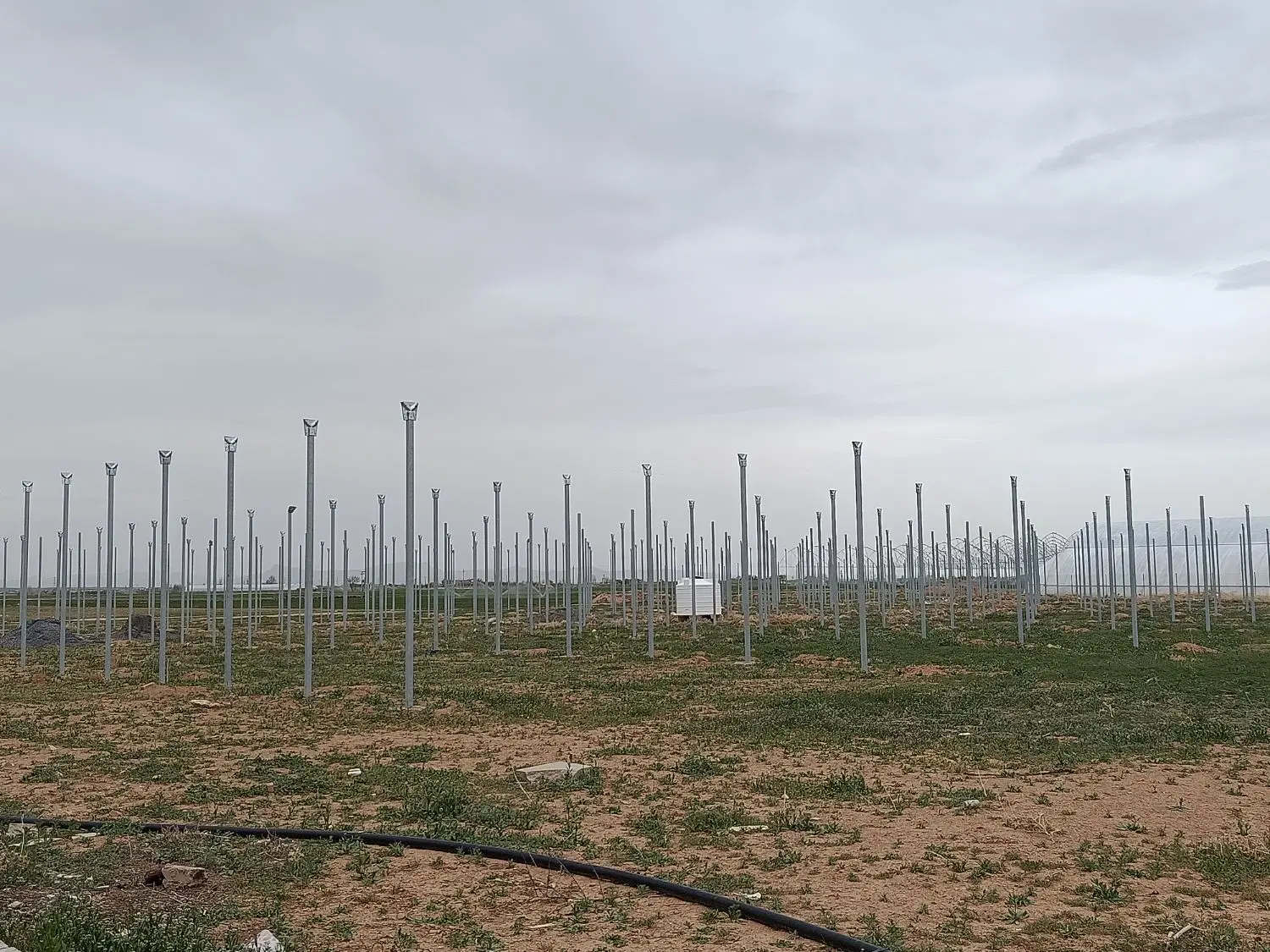 گلخانه شهرک کوریجان