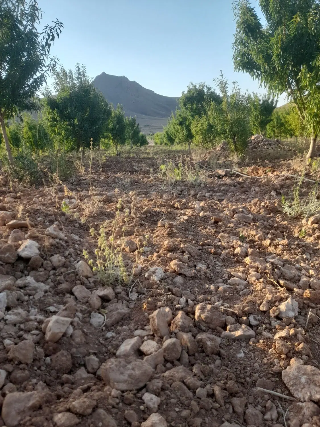 باغ