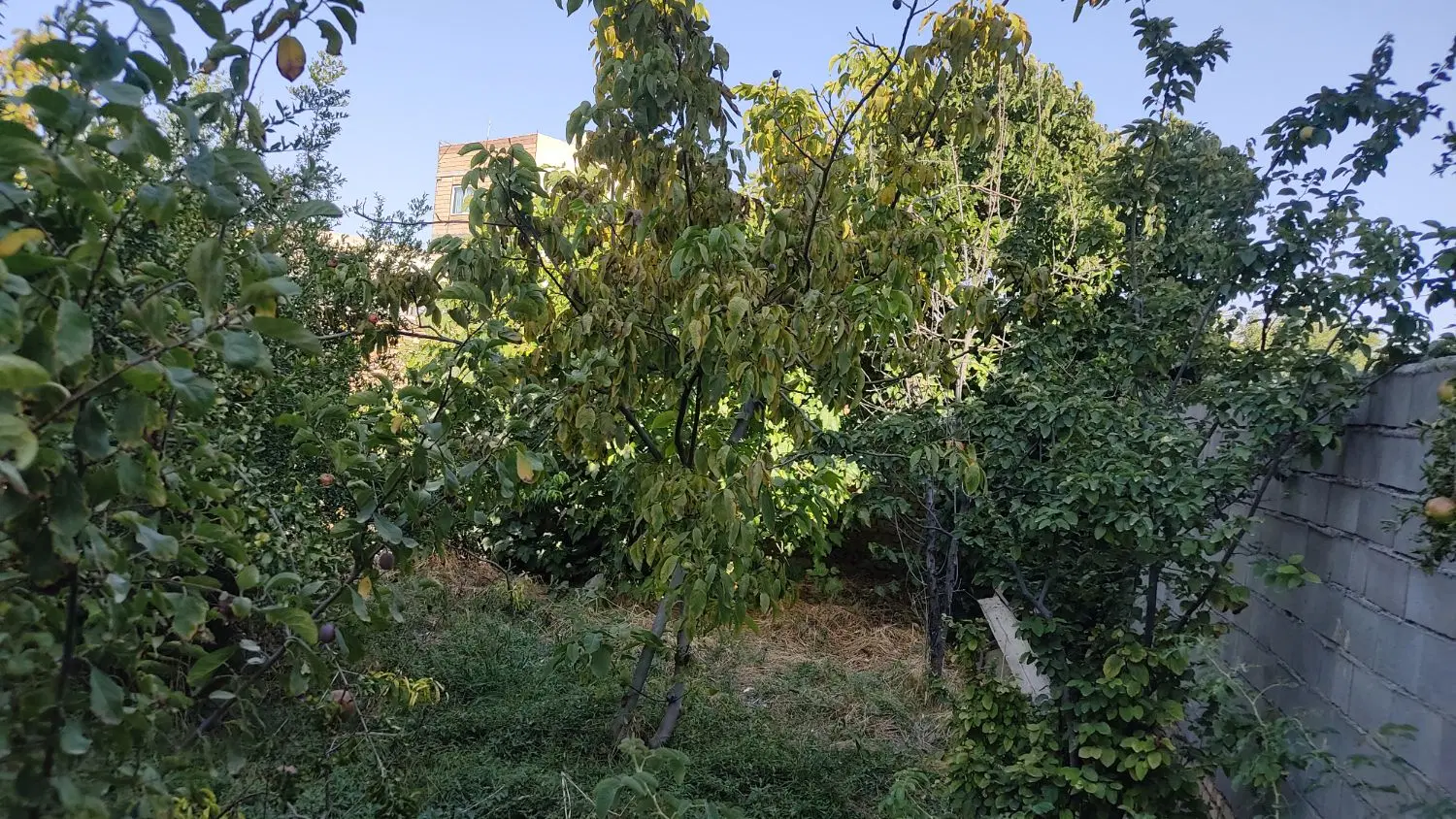 فروش یک قطعه زمین مسکونی شهر آشخانه کوچه صدف