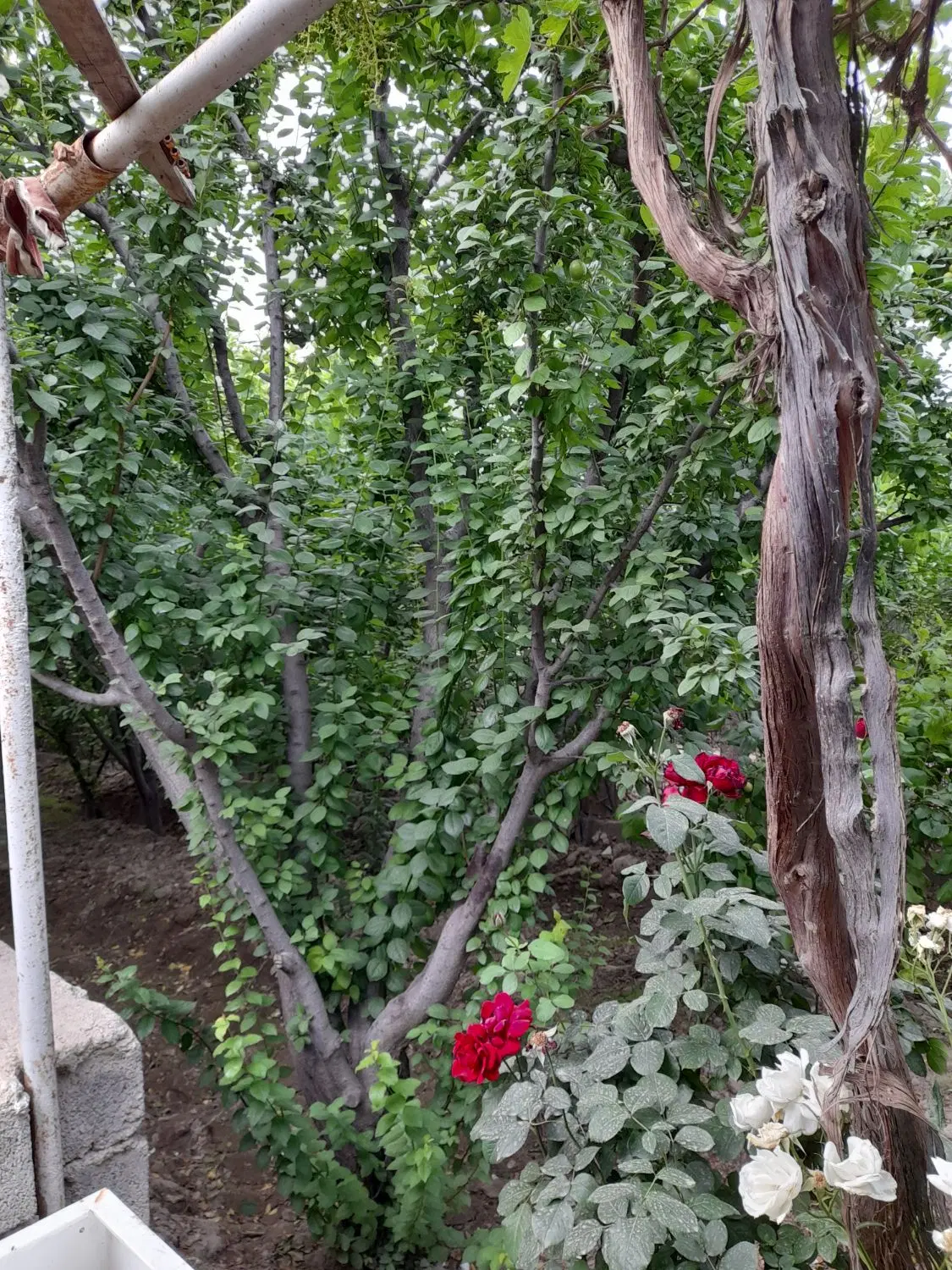 باغ وباغچه ۳۵۰ متری شهریار