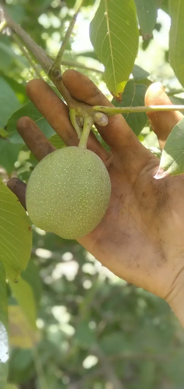 اجاره باغ گردو