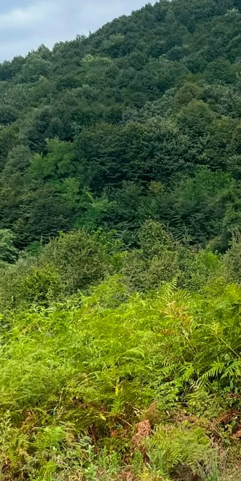 زمین مسکومی