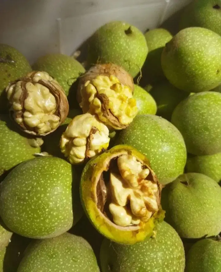 اجاره گردو