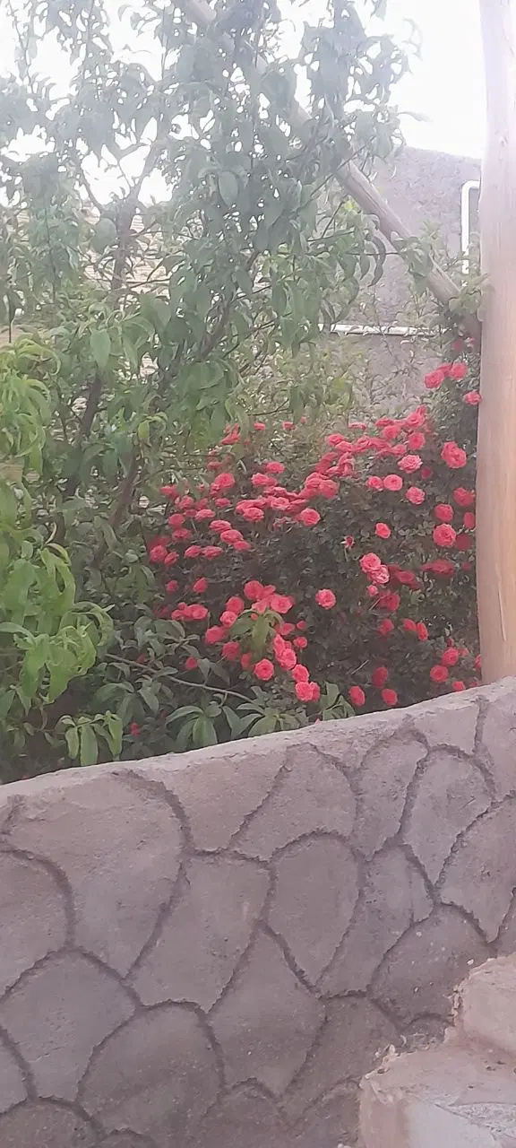 یک دستگاه سوئیت باغ