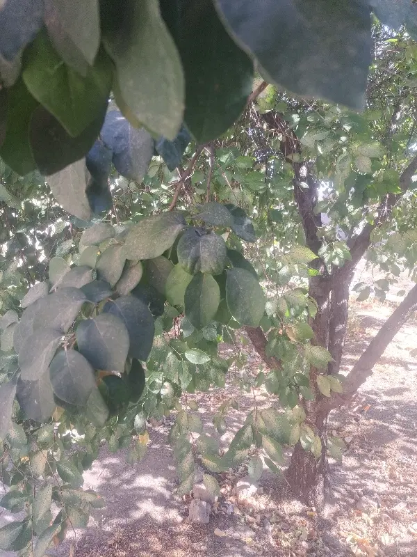زمین فروشی جنب معاینه فنی